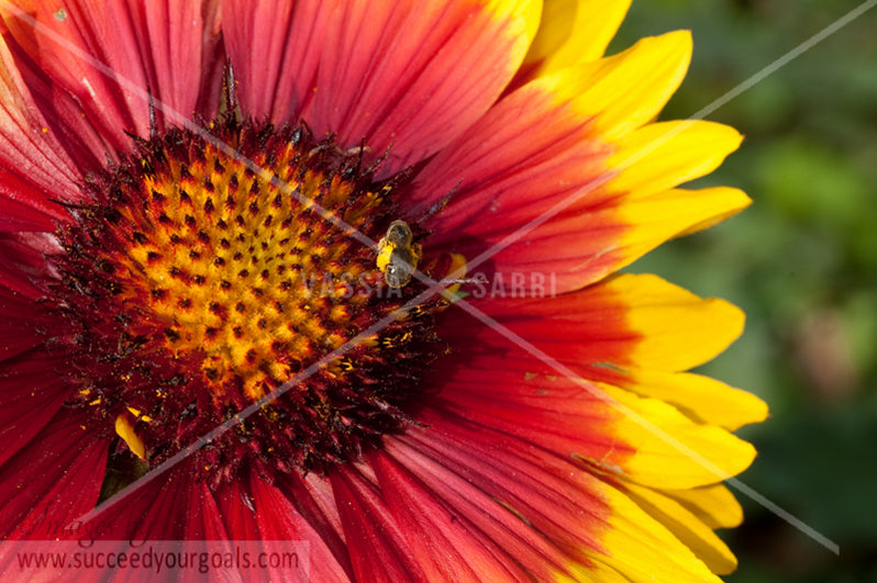 close up red yellow flower 312017-379-376