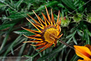 Orange flower close up 312017-380-377