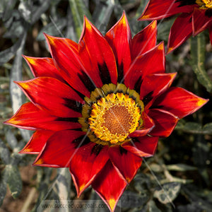 red flower close up 312017-382-379