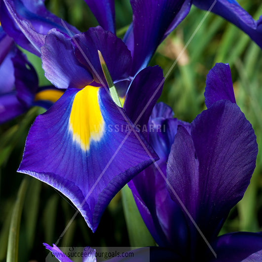 Purple flower close up 312017-384-381