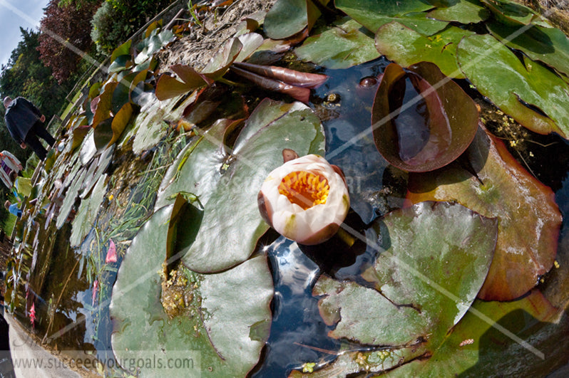 water lilies 312017-384-381