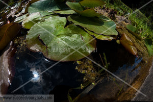 water lilies  leaves 312017-388-385