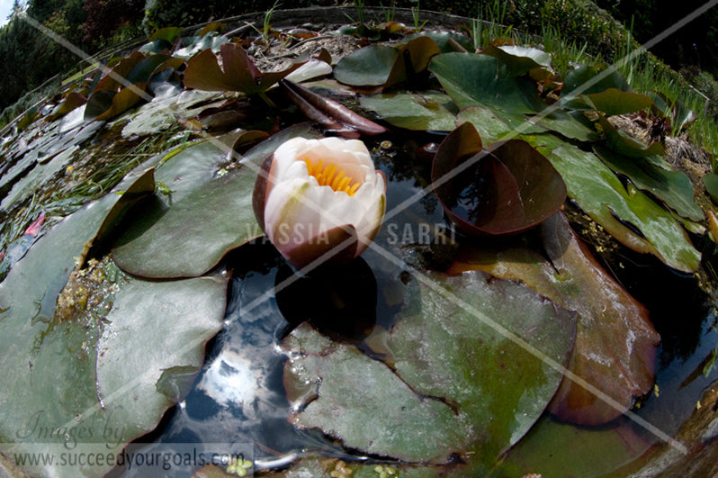 water lilies 312017-389-386