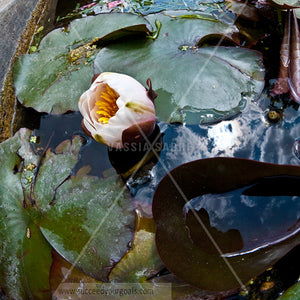 water lilies 312017-390-387