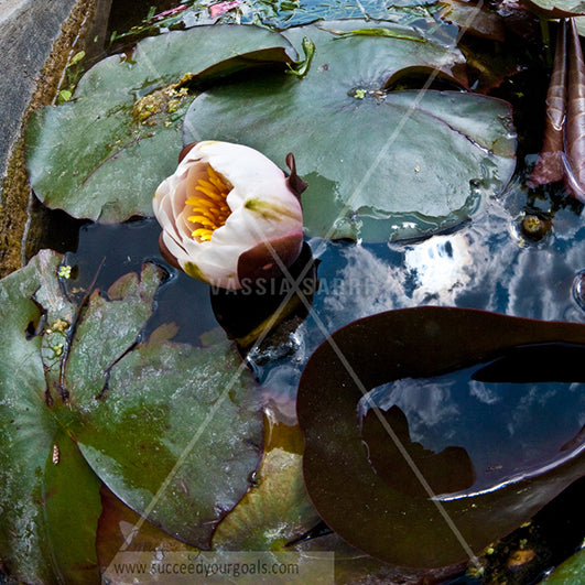 water lilies 312017-390-387