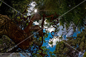 misc trees 312017-394-391