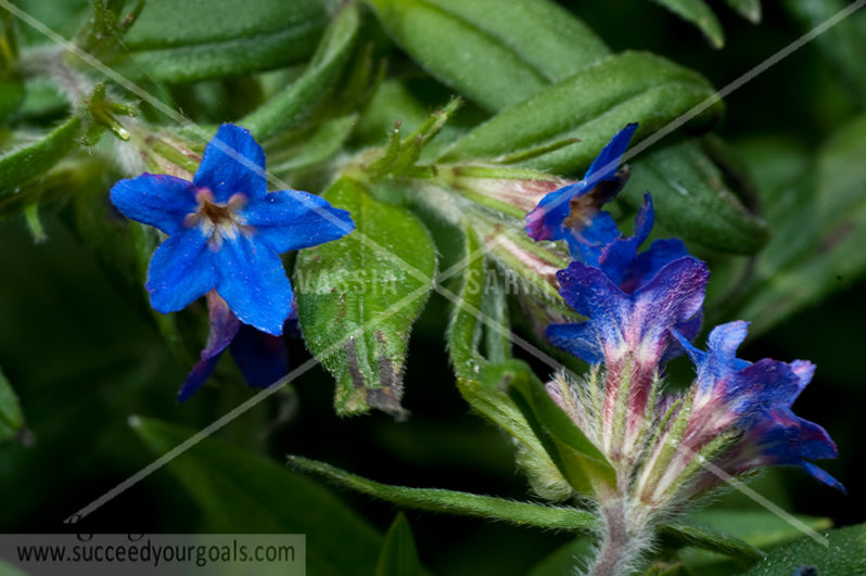 Blue purple lilies