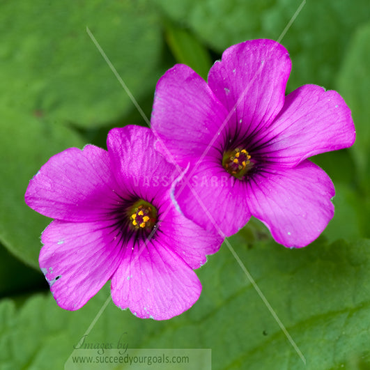 magenta close up flowers 312017-399-396
