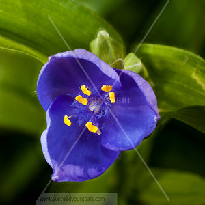purple close up flowers 312017-401-398