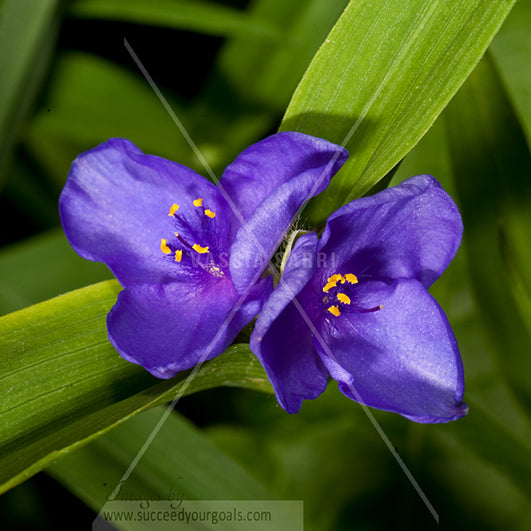 purple close up flowers 312017-403-400