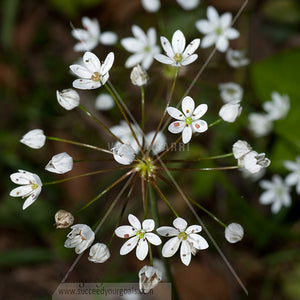 close up flowers 312017-404-401