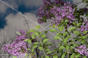 lilac flower 312017-404-401