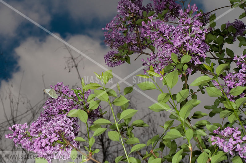 lilac flower 312017-404-401