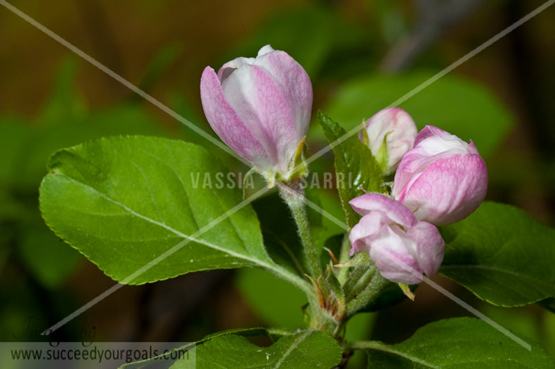 pink flower 312017-406-403