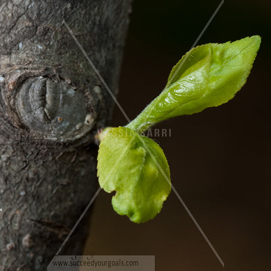 on tree small leaves 312017-407-404