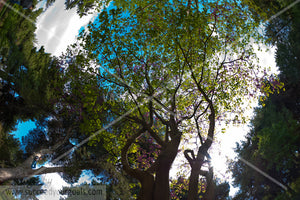 misc trees 312017-408-405