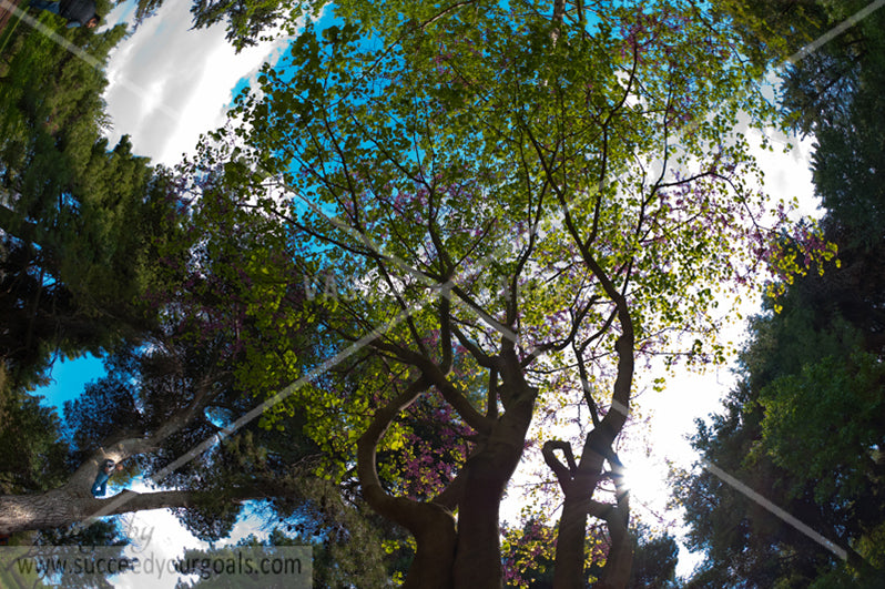 misc trees 312017-408-405