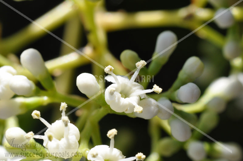 flower 312017-413-410