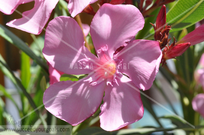 Oleander flower 312017-414-411