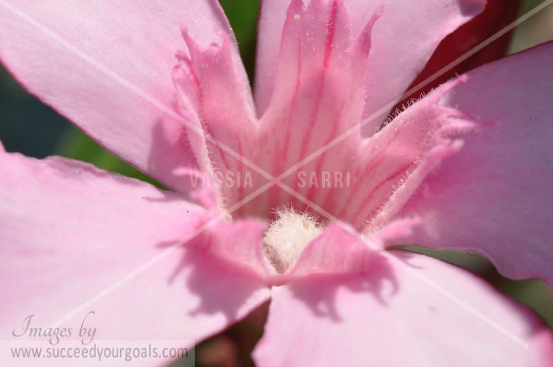 Oleander flower 312017-415-412