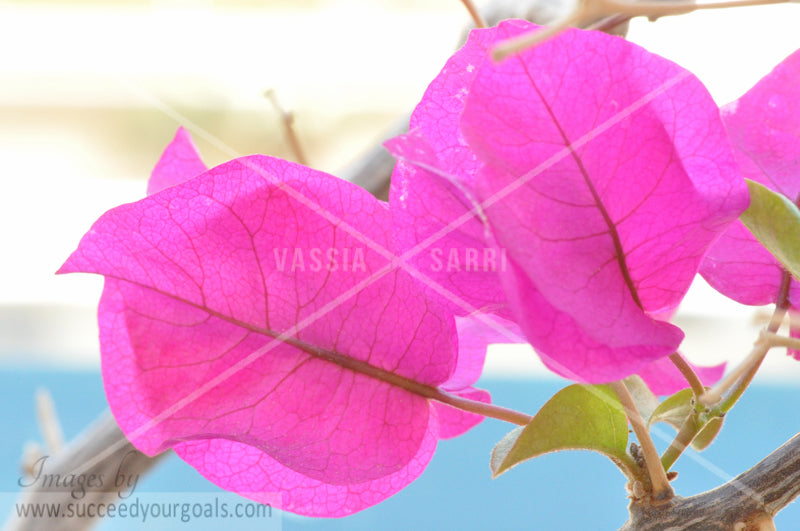 Magenta flower 312017-416-413