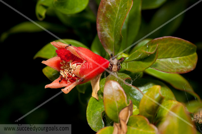 pomegranate red flower 312017-421-418