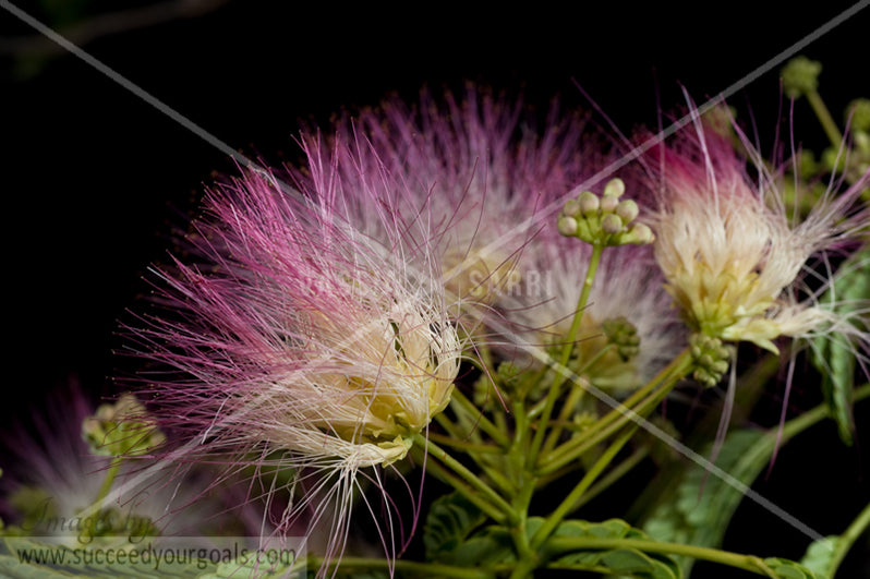 close up flower 312017-422-419