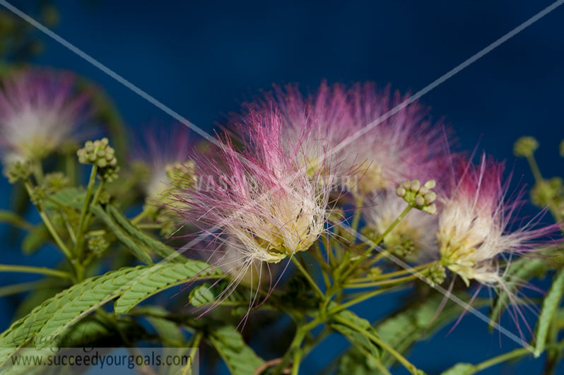 close up flower 312017-423-420