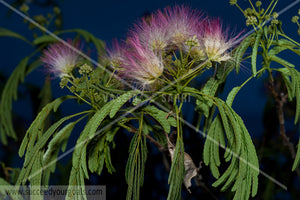 close up flower 312017-424-421