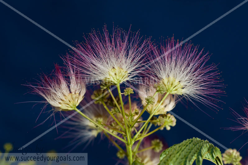 close up flower 312017-425-422