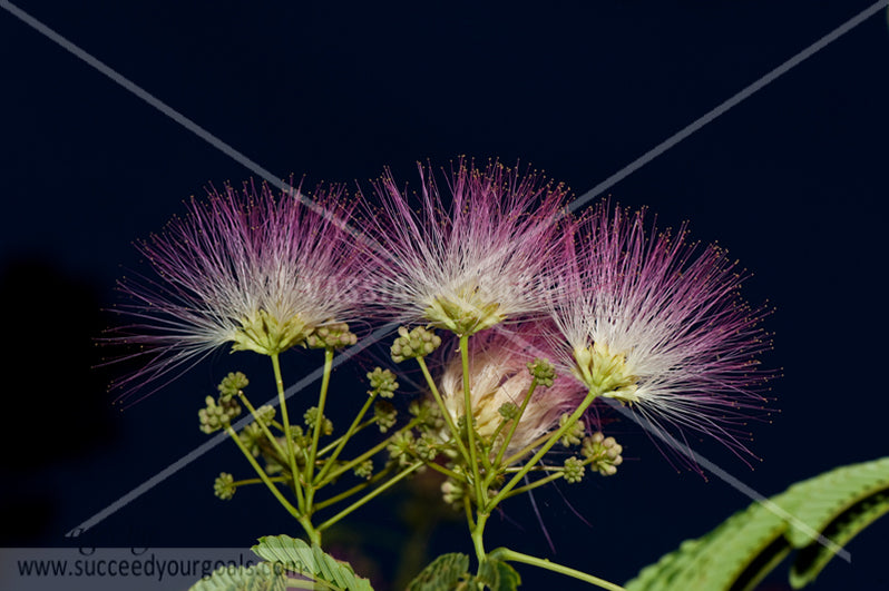 close up flower 312017-426-423