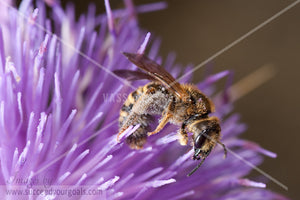 Bees 312017-433-430