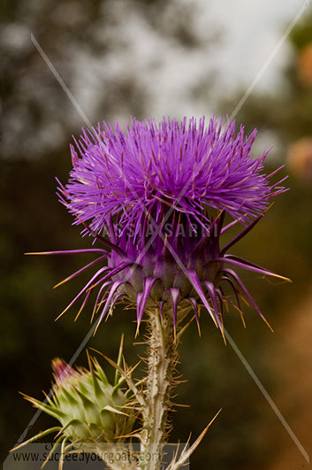 Thistle magenta close up 312017-434-431