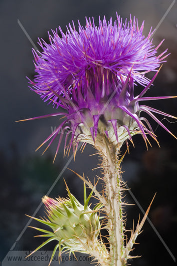 Thistle magenta close up 312017-435-432