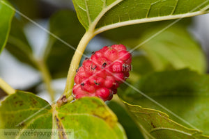 Red Berry on tree brunch close up 312017-438-435