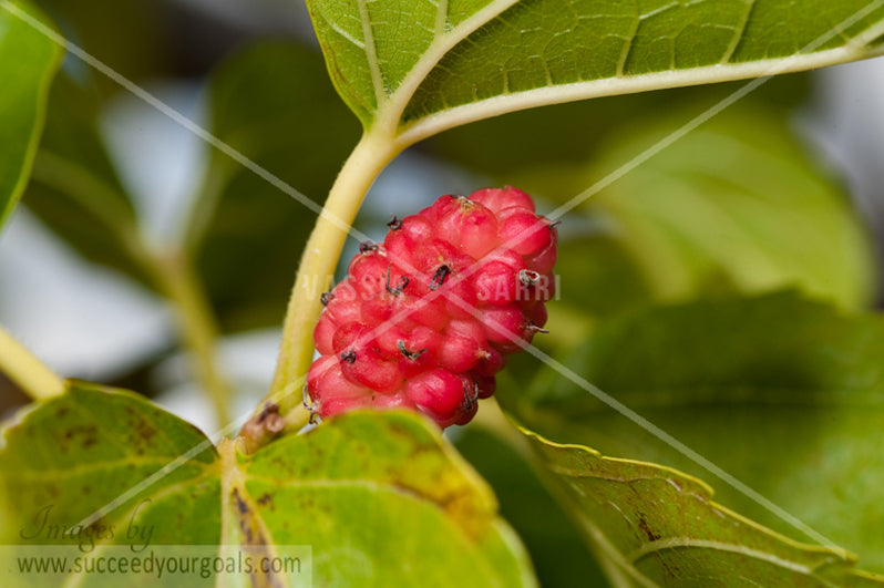 Red Berry on tree brunch close up 312017-438-435