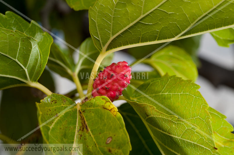 Red Berry on tree brunch close up 312017-439-436
