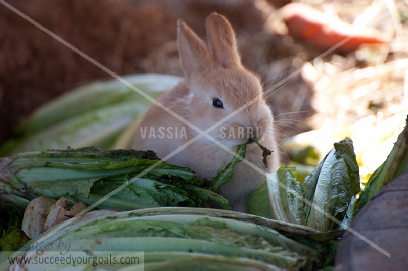 Rabbit-312017-463-460