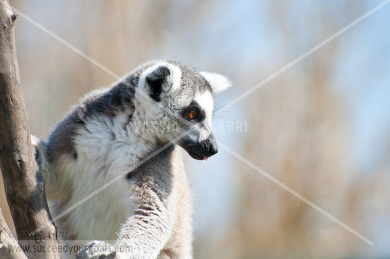 Lemur - 312017-470