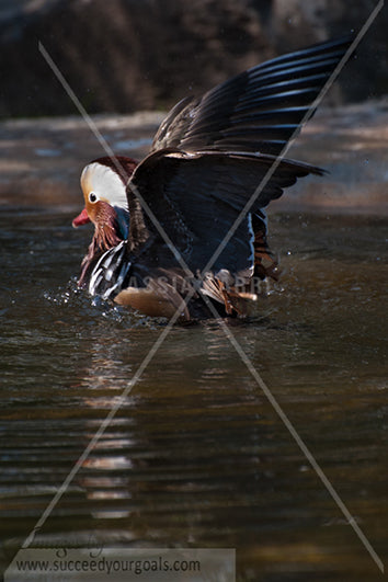 Tropical Bird 312017-477-474