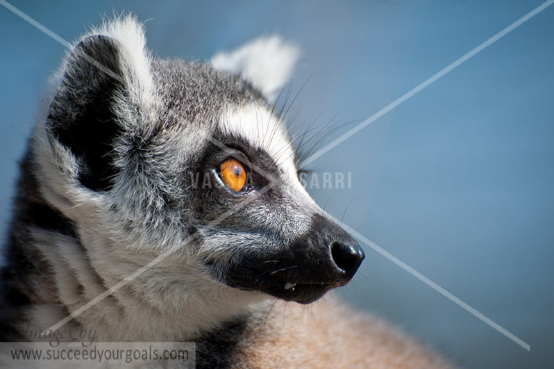 Lemur - 312017-478-475