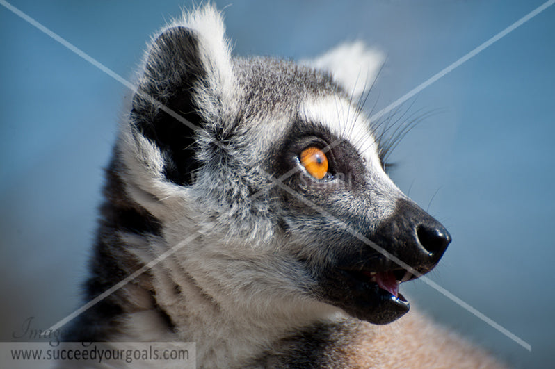 Lemur - 312017-479-476