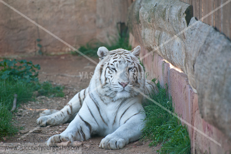 White tiger - 312017-481-478