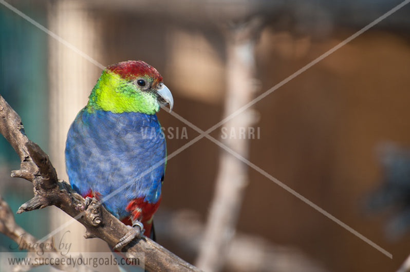 Parrot 312017-485-482