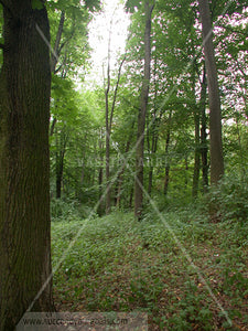 spring green forest 312017-66-64