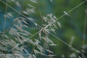 flower 312017-73-71
