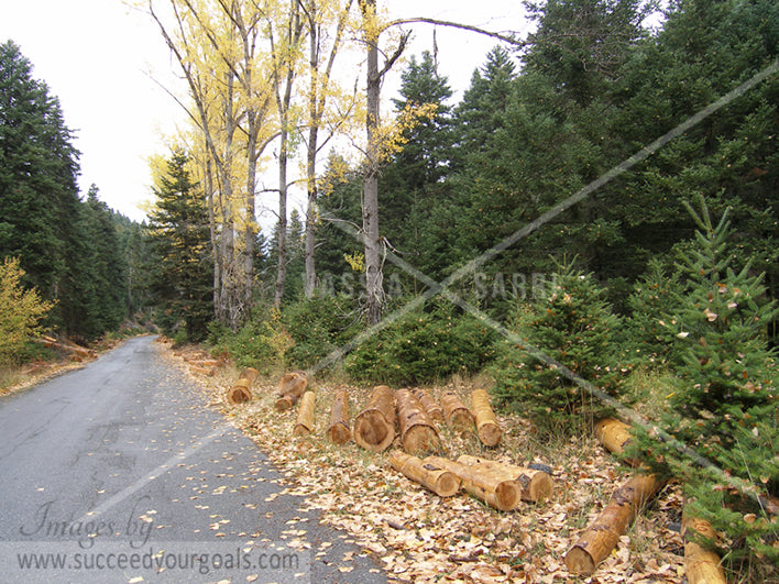 street- leaves on the ground -Autumn forest 312017-77-75